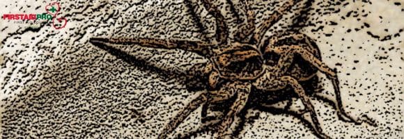 WOLF SPIDER BITE